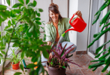 arroser vos plantes d’intérieur