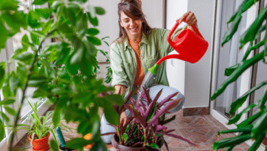 arroser vos plantes d’intérieur