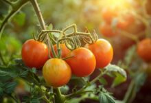 Faut-il retirer les gourmands des plants de tomates ?