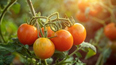 Faut-il retirer les gourmands des plants de tomates ?