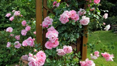 les 10 fleurs les plus plantées des Français de l'année 2024