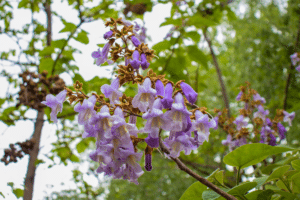 paulownia