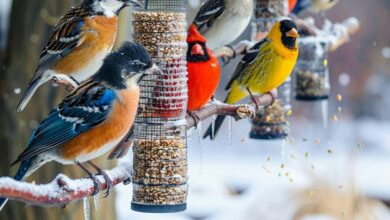 Où installer vos mangeoires pour attirer les oiseaux tout l'hiver