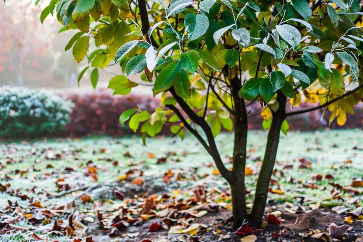 Comment préserver vos arbres fruitiers des gelées printanières