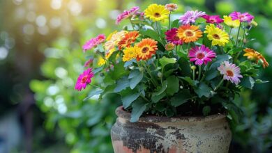 Comment donner une seconde vie à la terre de vos pots de fleurs