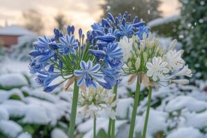 La taille hivernale des agapanthes : avantages et inconvénients