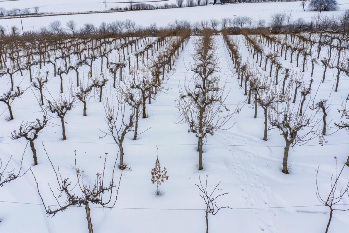 La taille hivernale des arbres fruitiers : guide pratique pour janvier