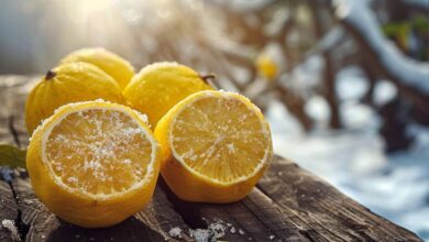 Découvrez le yuzu, l'agrume résistant au froid qui prolonge la saison des mandarines