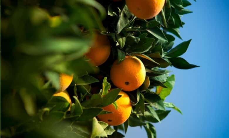 Comment réussir la taille de vos arbres fruitiers en janvier pour une récolte abondante ? Adoptez les bons gestes dès maintenant !