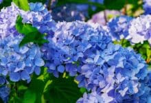 Les secrets d'une taille réussie pour vos hortensias : tout ce que votre jardinier ne vous a jamais dit !