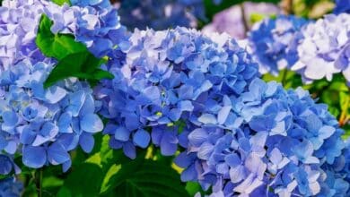 Les secrets d'une taille réussie pour vos hortensias : tout ce que votre jardinier ne vous a jamais dit !