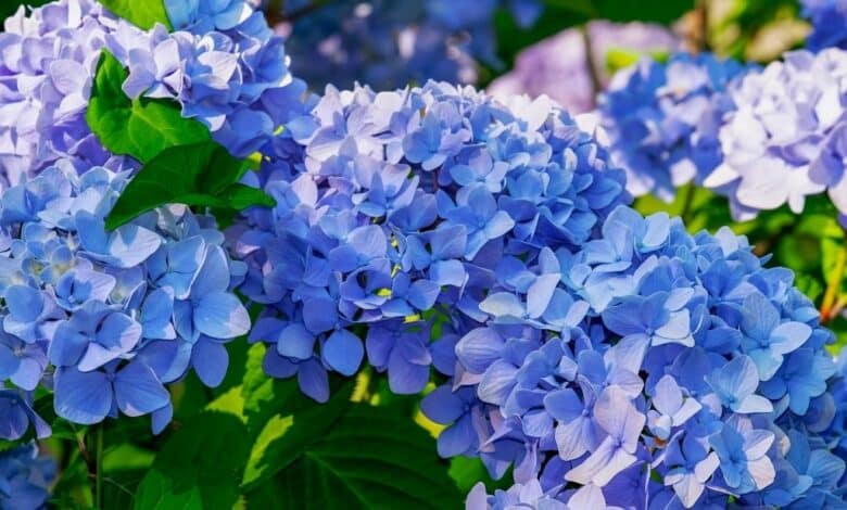 Les secrets d'une taille réussie pour vos hortensias : tout ce que votre jardinier ne vous a jamais dit !