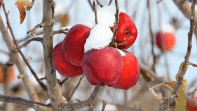 arbres fruitiers en hiver