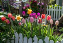 Préparez votre jardin printanier dès janvier avec ces huit fleurs