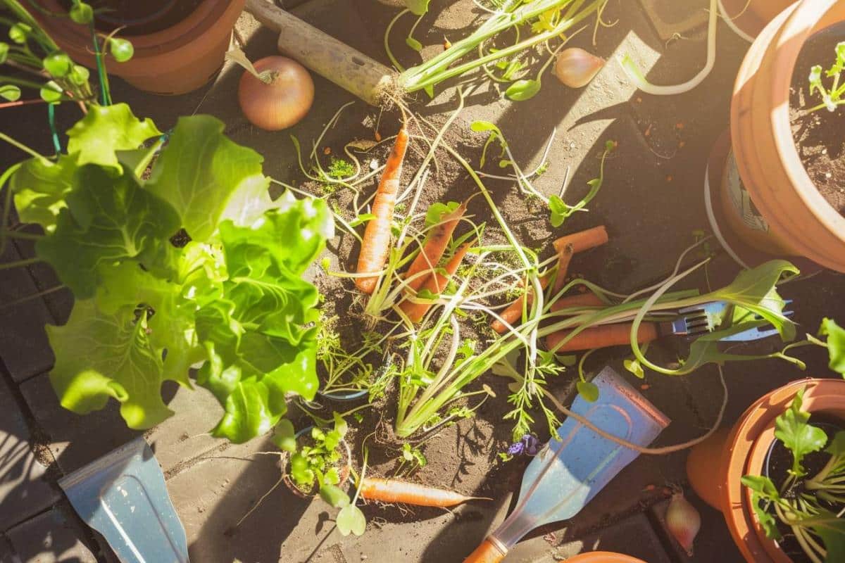 Quels légumes planter en février pour une récolte rapide et généreuse ?