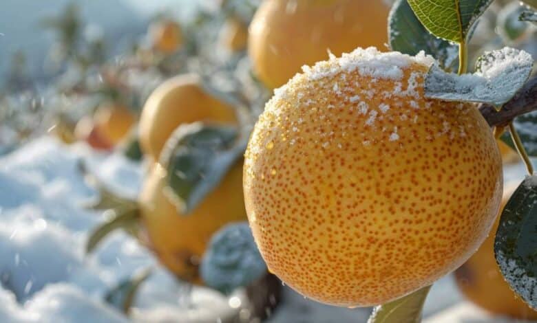 Le nashi : un cadeau exotique pour votre jardin hivernal