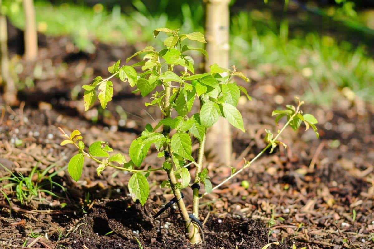 Le nashi : un cadeau exotique pour votre jardin hivernal