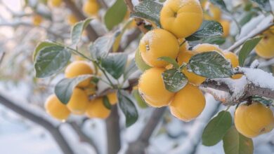 Découvrez le nashi, un cadeau original pour votre jardin hivernal