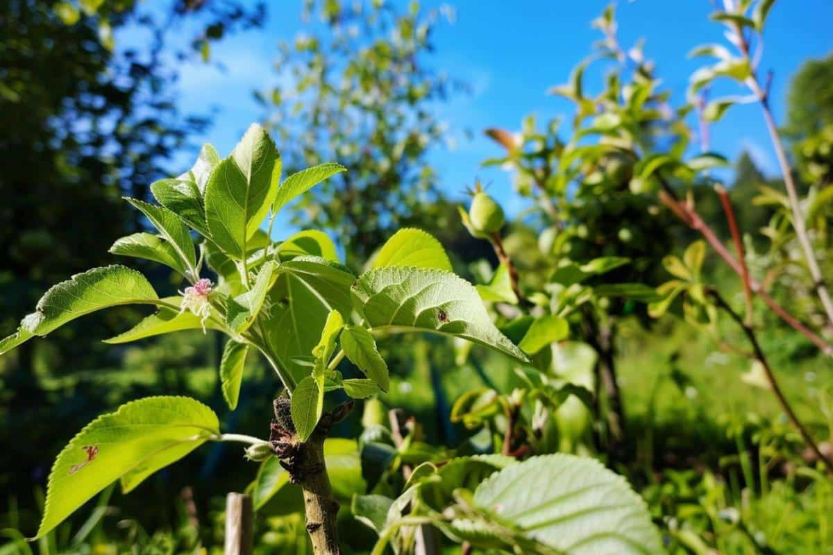 Découvrez le nashi, un cadeau original pour votre jardin hivernal