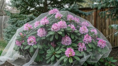 Protection hivernale du rhododendron : méthodes et nécessité