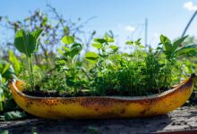 Transformez vos épluchures de bananes en trésors écologiques