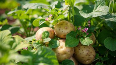 Donnez une seconde vie à vos pommes de terre germées dans votre jardin