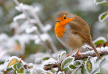 rouge gorge en hiver