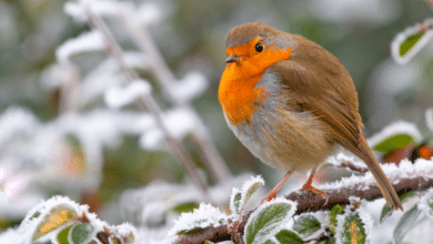 rouge gorge en hiver