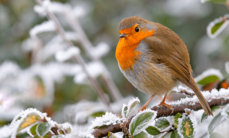 rouge gorge en hiver