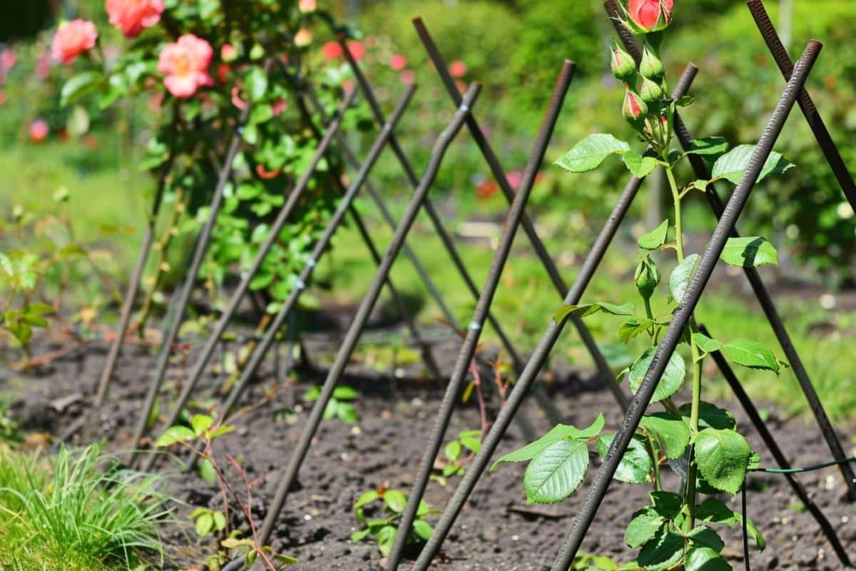 Les secrets d'une plantation réussie pour un rosier grimpant époustouflant