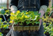 Cultivez vos légumes précoces : 7 variétés à semer en janvier