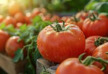 La tomate conventionnelle : un cocktail de pesticides à éviter