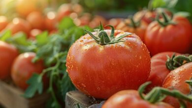 La tomate conventionnelle : un cocktail de pesticides à éviter