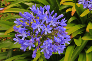 Agapanthus