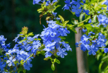 Blue Plumbago - Plumbago auriculata