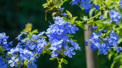 Blue Plumbago - Plumbago auriculata