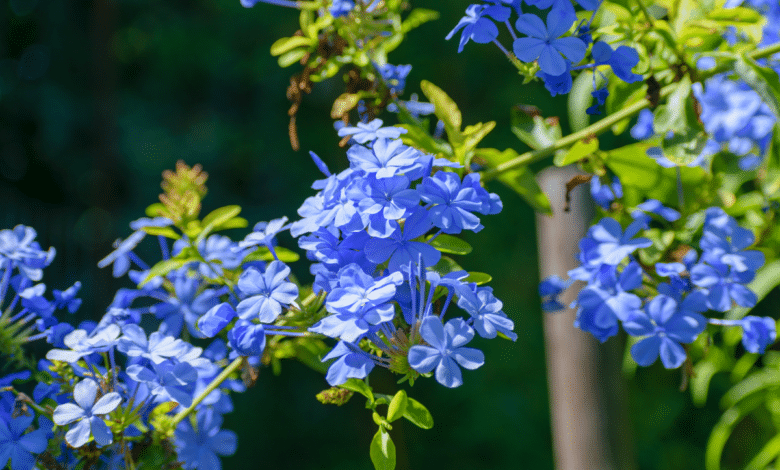 Blue Plumbago - Plumbago auriculata