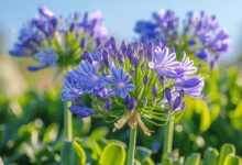 Stimulez la floraison de vos agapanthes grâce à une astuce efficace