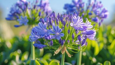 Stimulez la floraison de vos agapanthes grâce à une astuce efficace