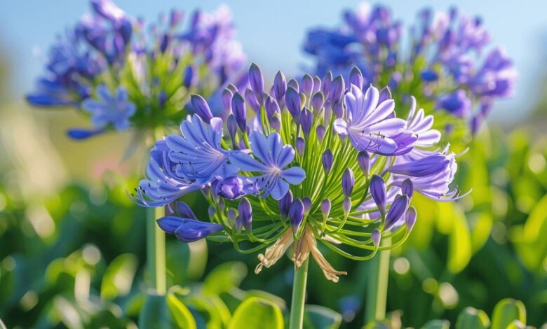 Stimulez la floraison de vos agapanthes grâce à une astuce efficace