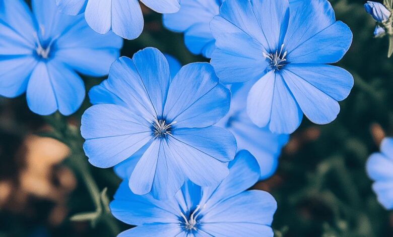 Ces 12 fleurs bleues subliment instantanément n’importe quel jardin