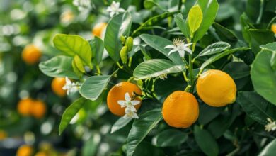 Les secrets pour cultiver un citronnier magnifique