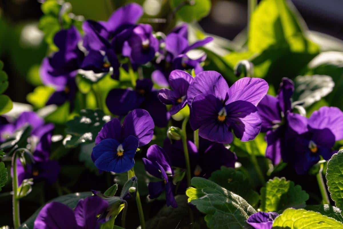 Les messagères florales du renouveau