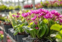 La pinguicula 'Weser', une plante carnivore fascinante