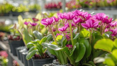 La pinguicula 'Weser', une plante carnivore fascinante