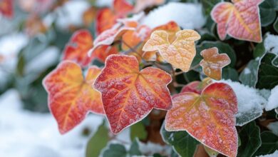 La plante indestructible qui résiste au froid et sublime votre jardin