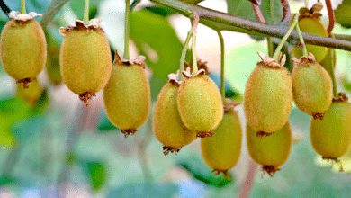 Arbre à kiwi