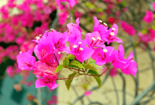 Bougainvillier