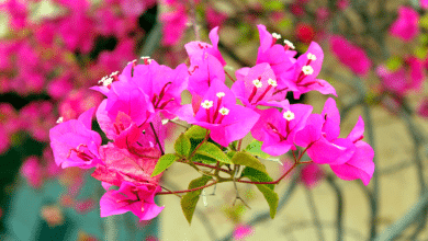 Bougainvillier