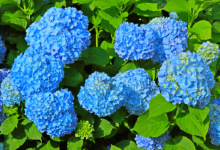 Hortensias bleus